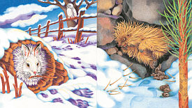 Animals Winter Sleep Sample content pg 4-5